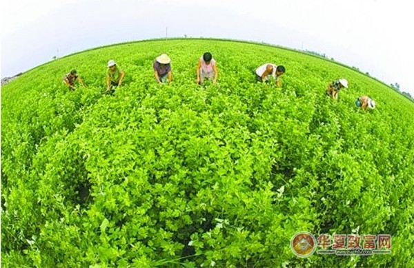 艾草种植加盟